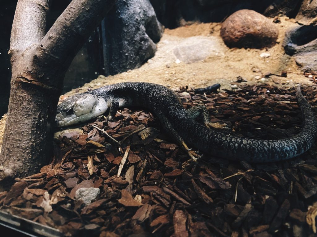 Copenhagen Zoo lizard