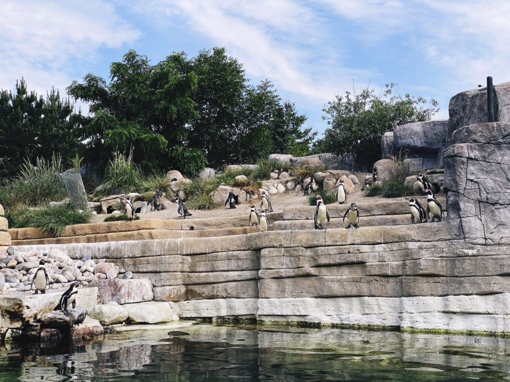 Copenhagen Zoo penguins