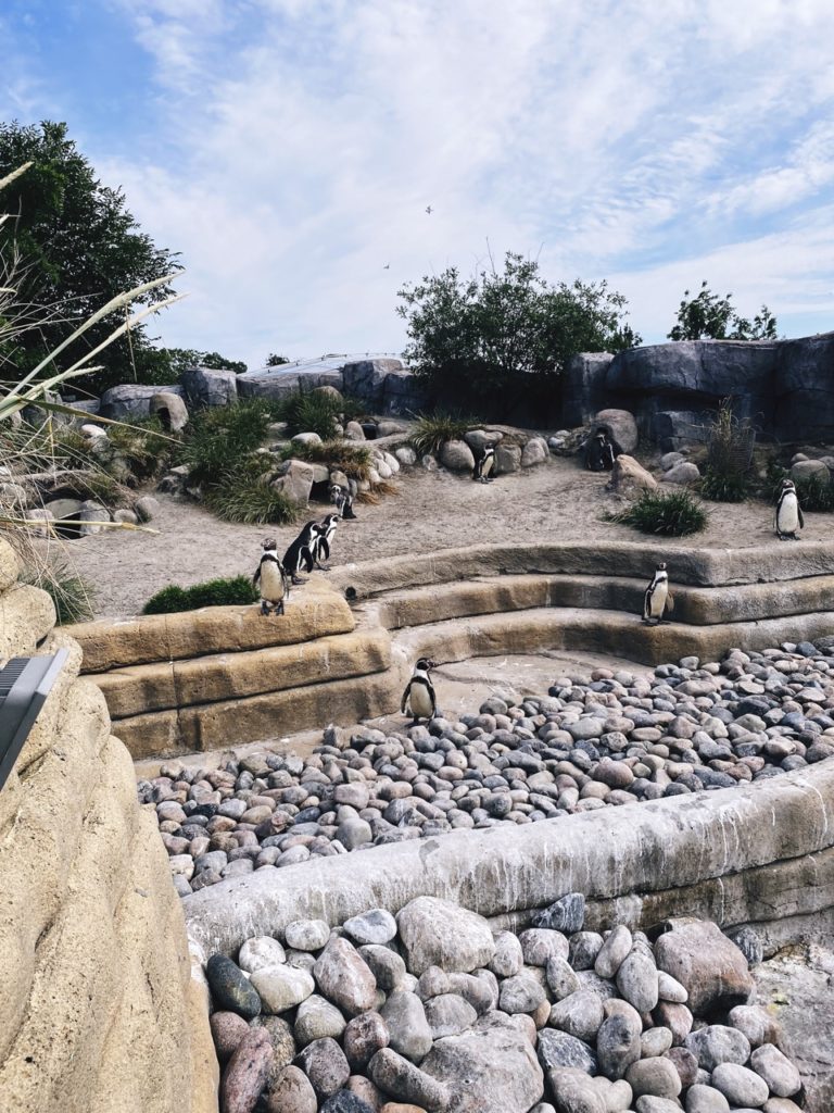 Copenhagen Zoo penguins