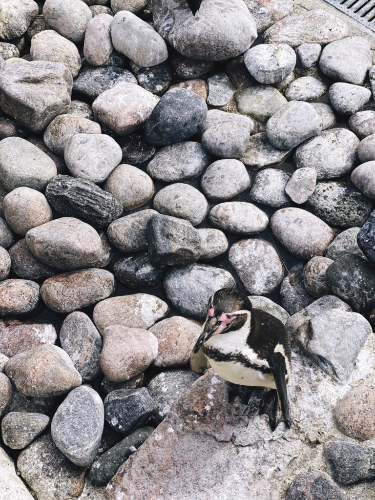 Copenhagen Zoo penguins