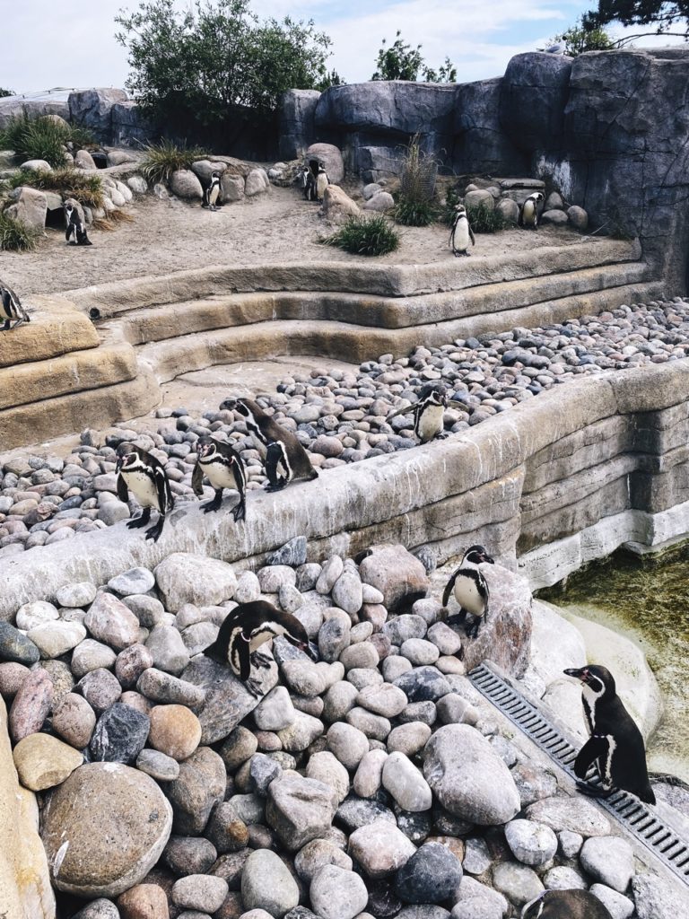 Copenhagen Zoo penguins