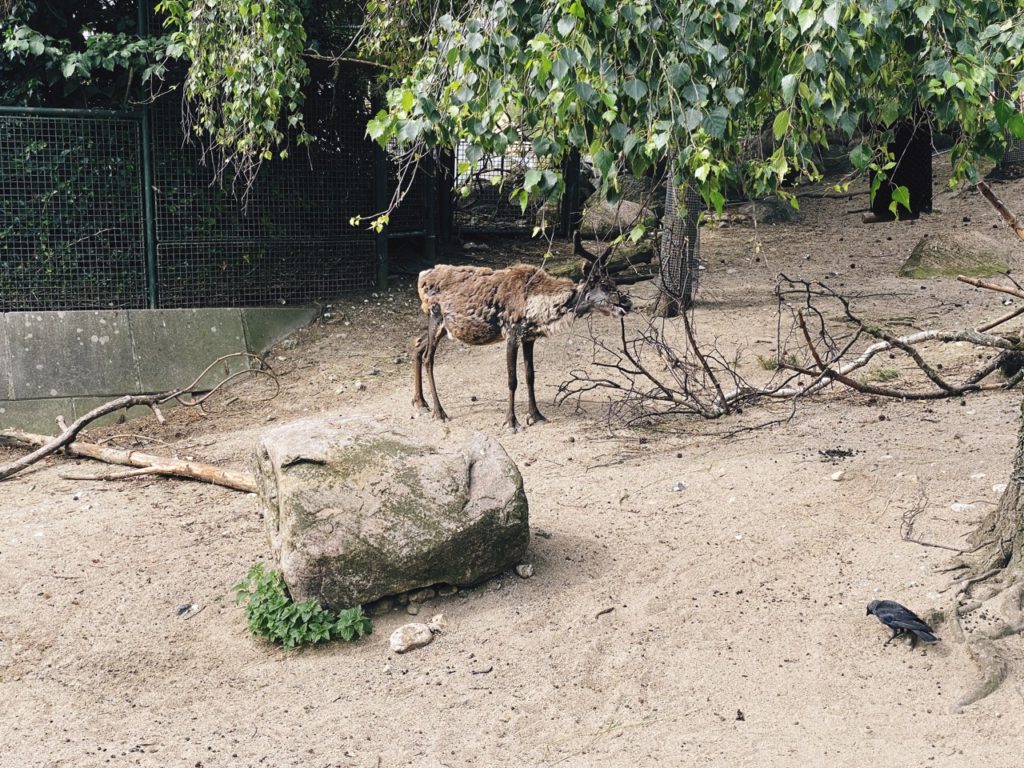 Copenhagen Zoo reindeer
