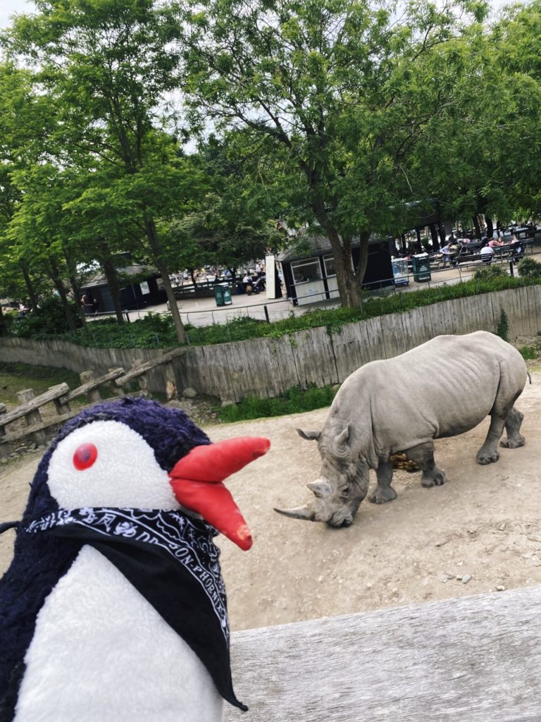 Copenhagen Zoo rhino