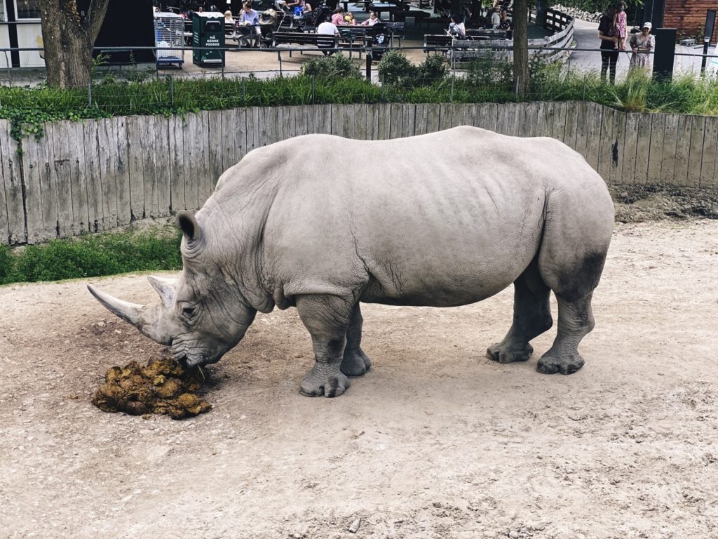 Copenhagen Zoo rhino