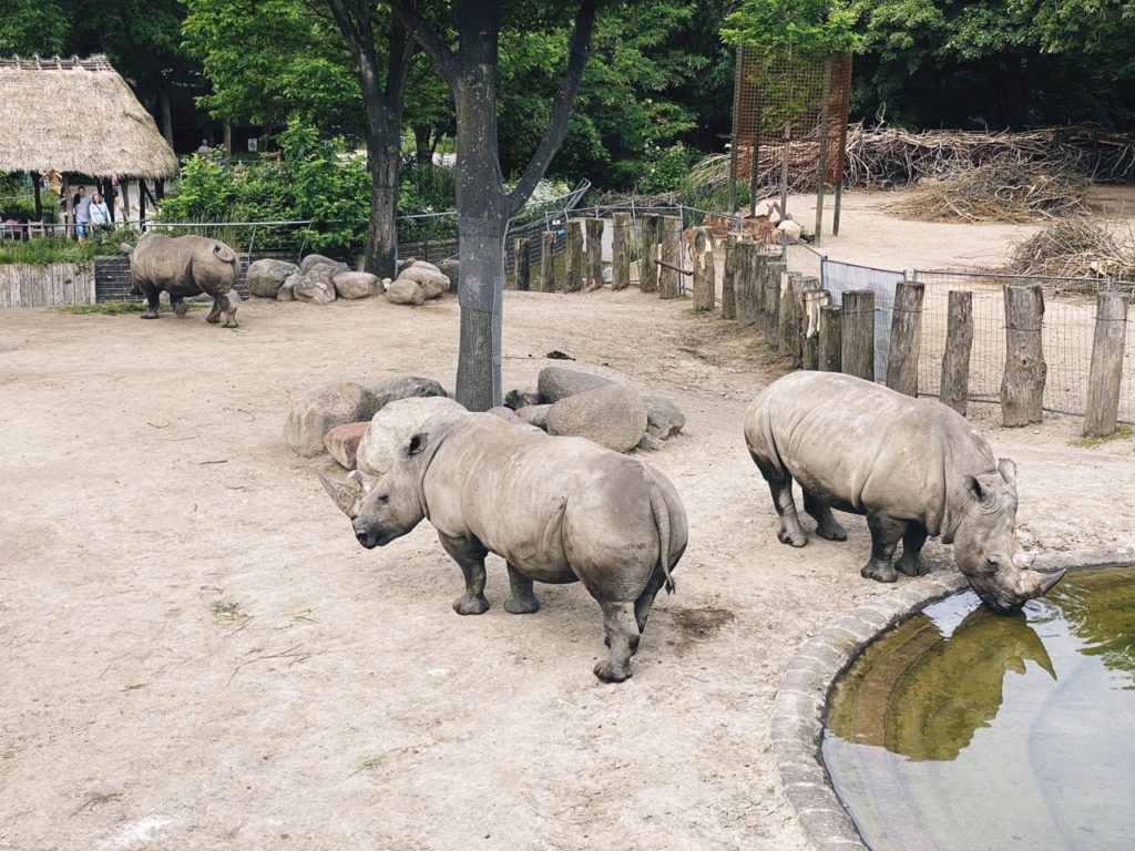 Copenhagen Zoo rhino
