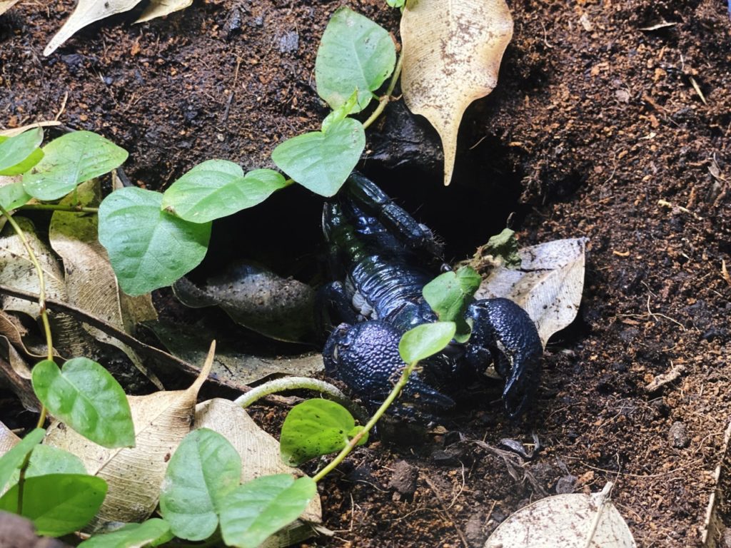 Copenhagen Zoo scorpio