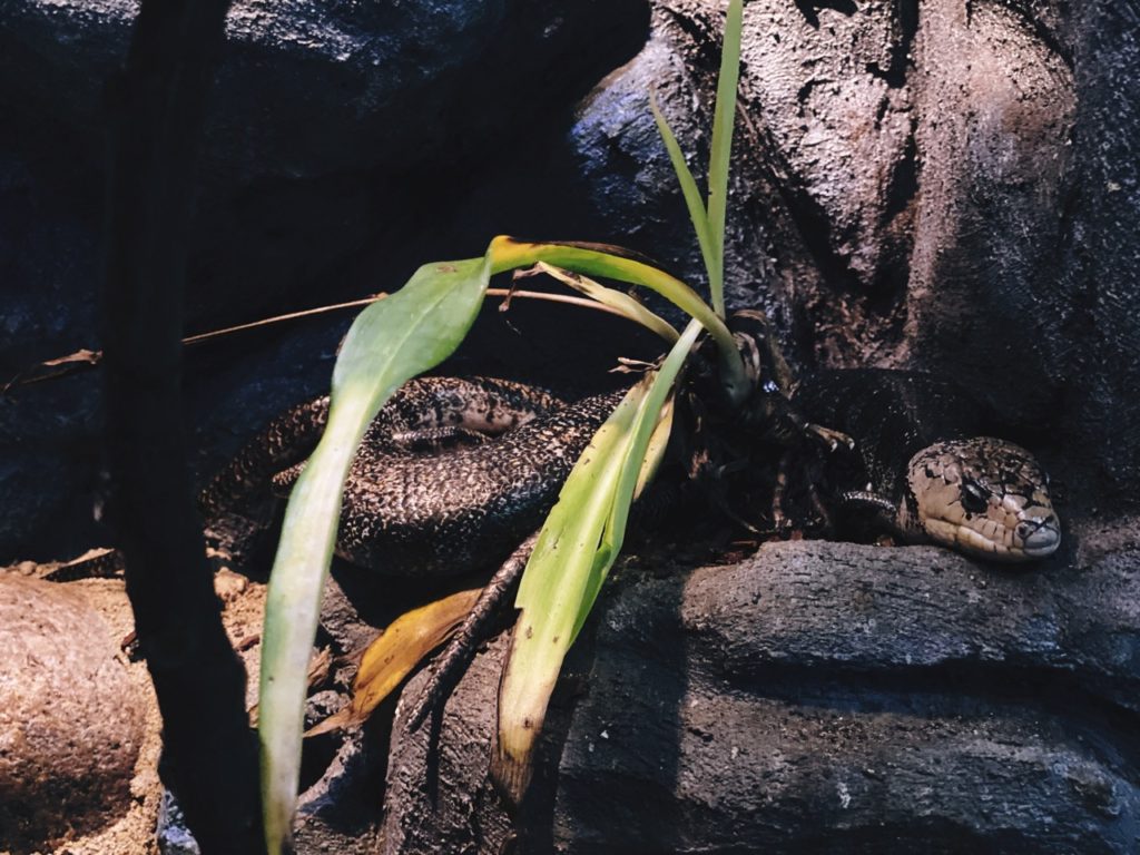 Copenhagen Zoo snake