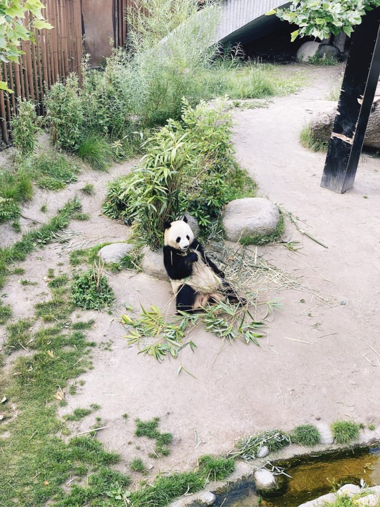 Panda bears Copenhagen Zoo