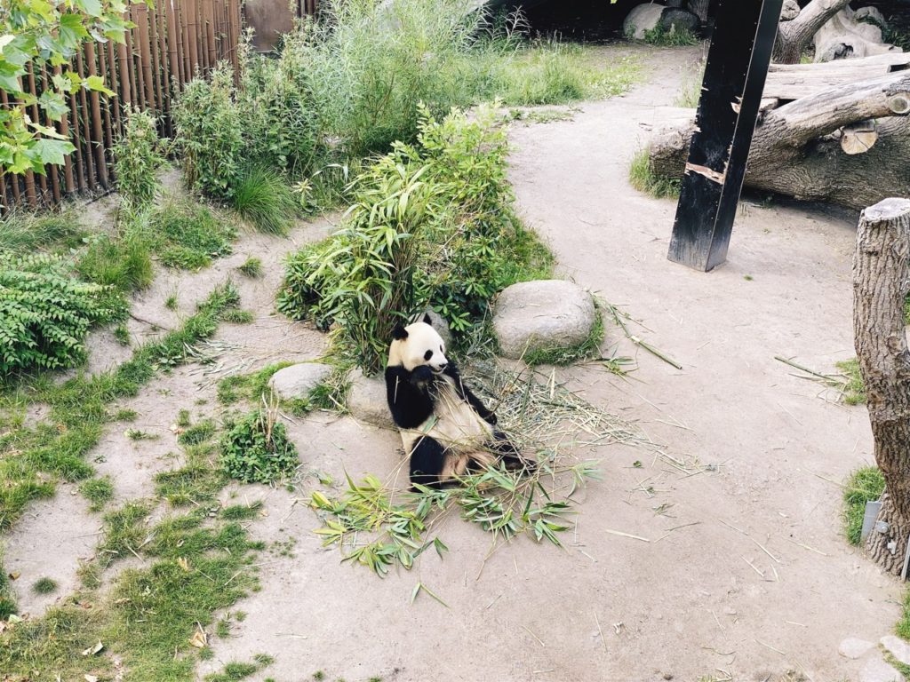 Panda bears Copenhagen Zoo