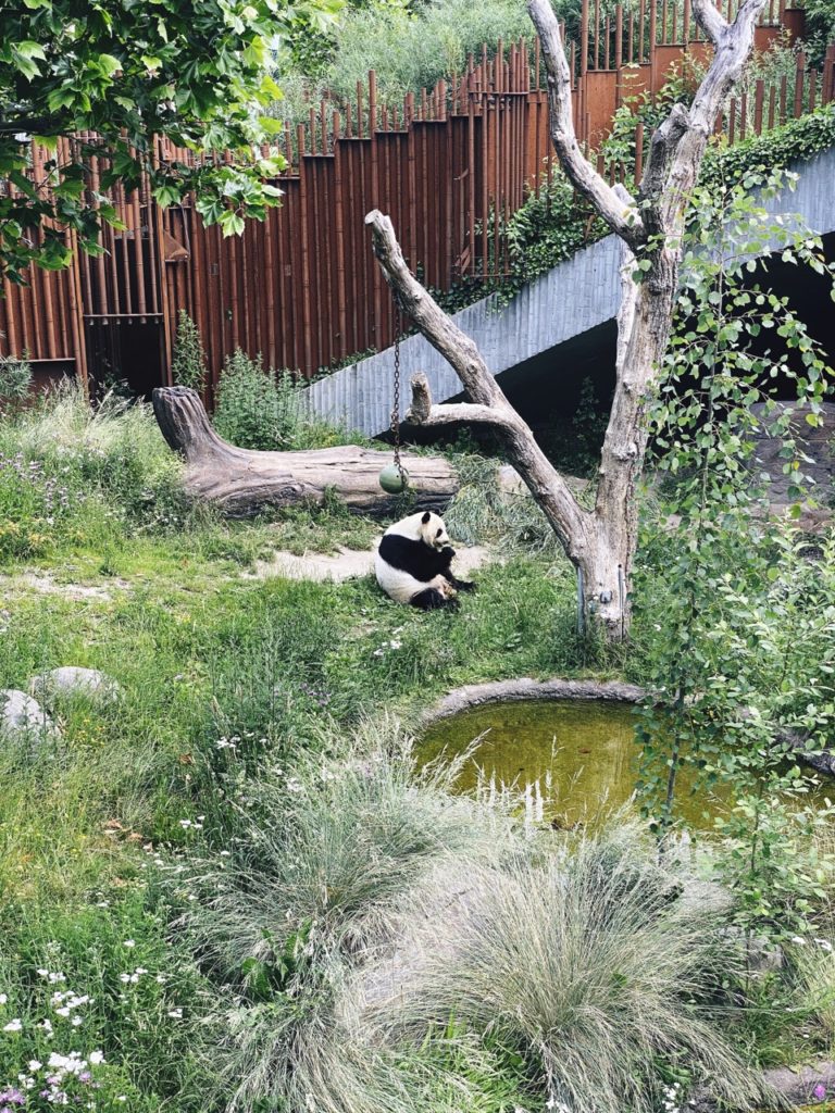 Panda bears Copenhagen Zoo