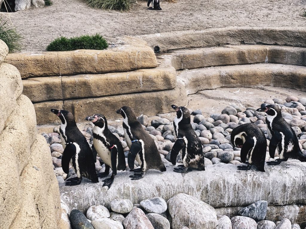 Penguin Copenhagen Zoo