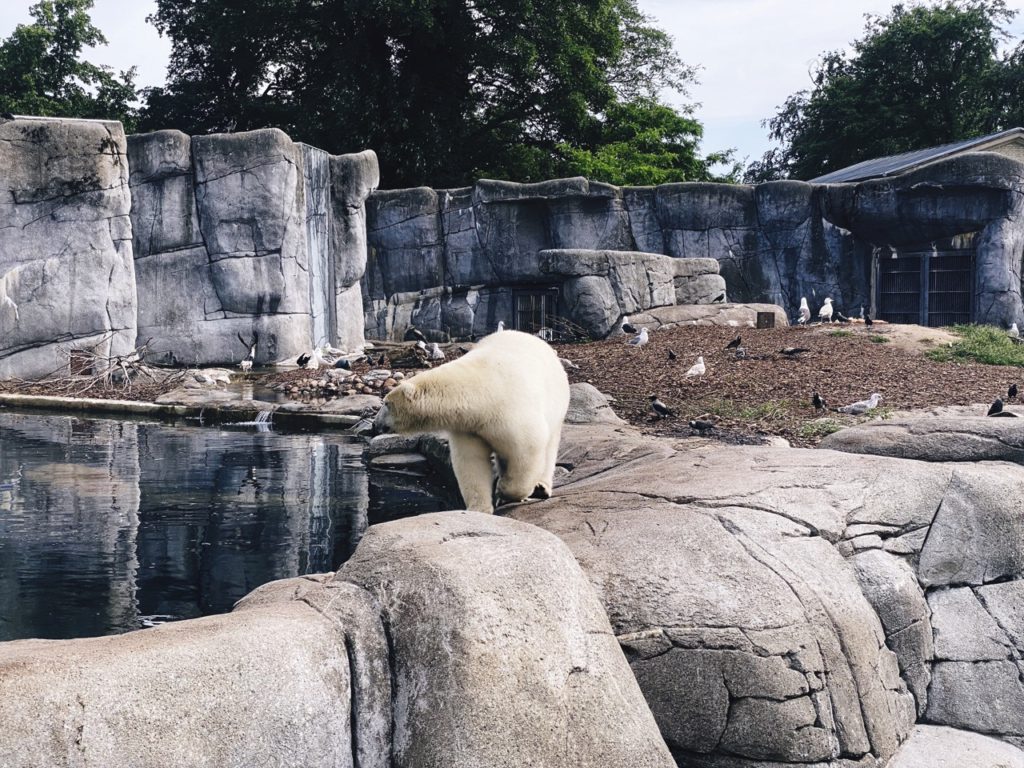 Polar bear Copenhagen Zoo