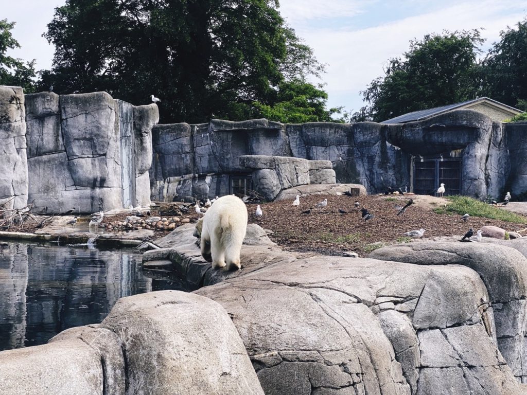 Polar bear Copenhagen Zoo
