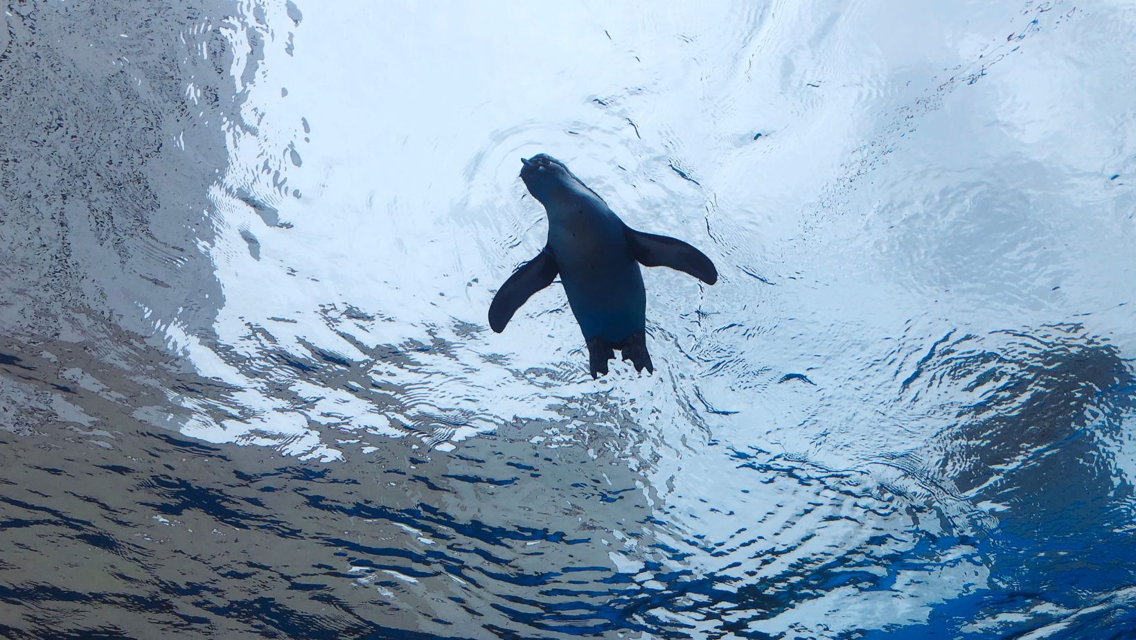 Penguins in Tokyo