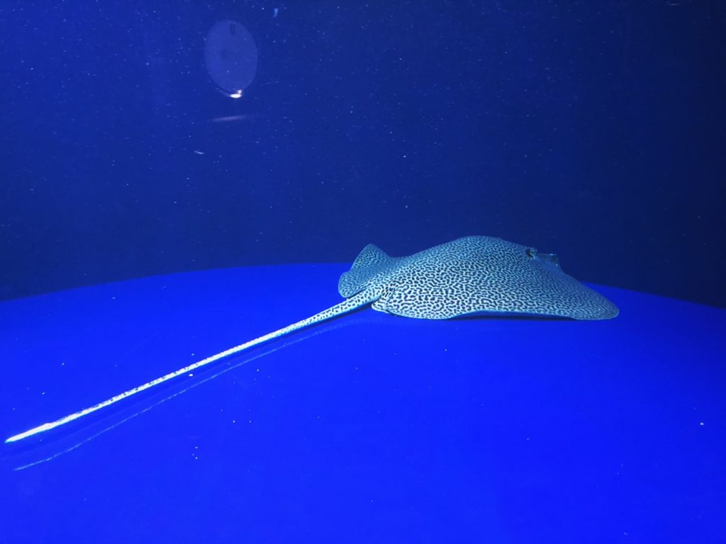 Sunshine Aquarium Tokyo japan