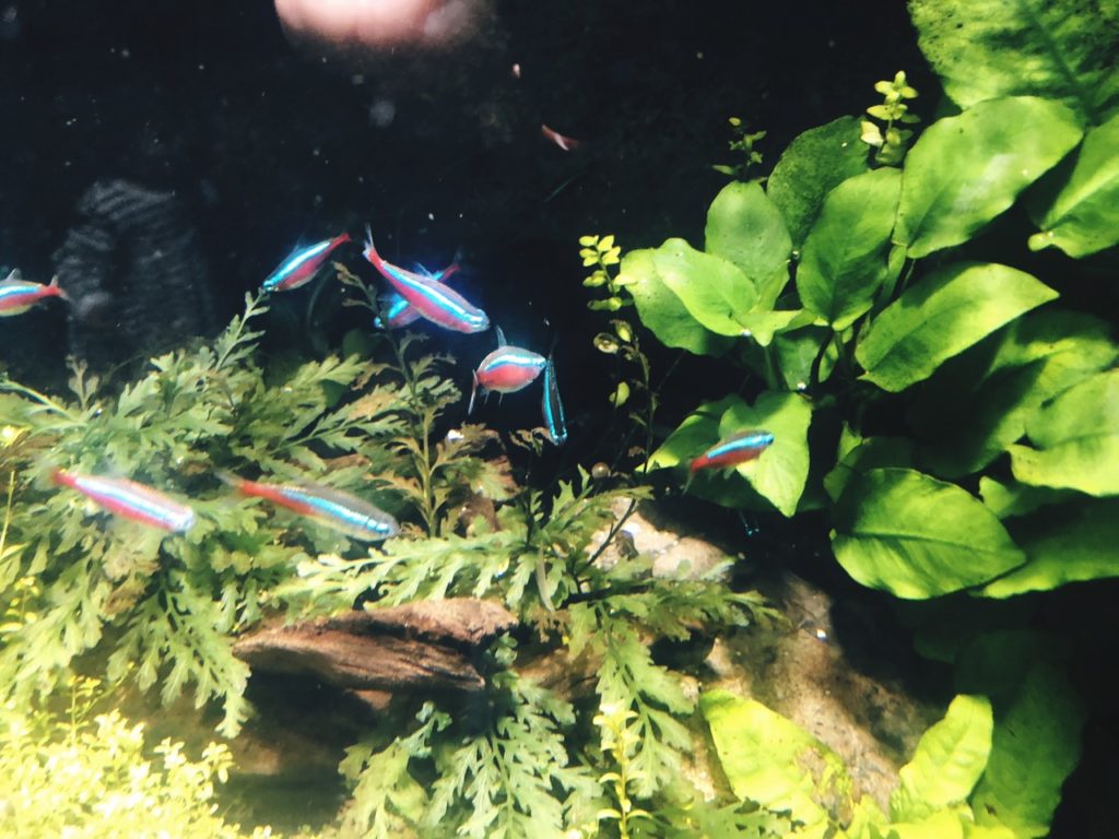 Sunshine Aquarium Tokyo japan