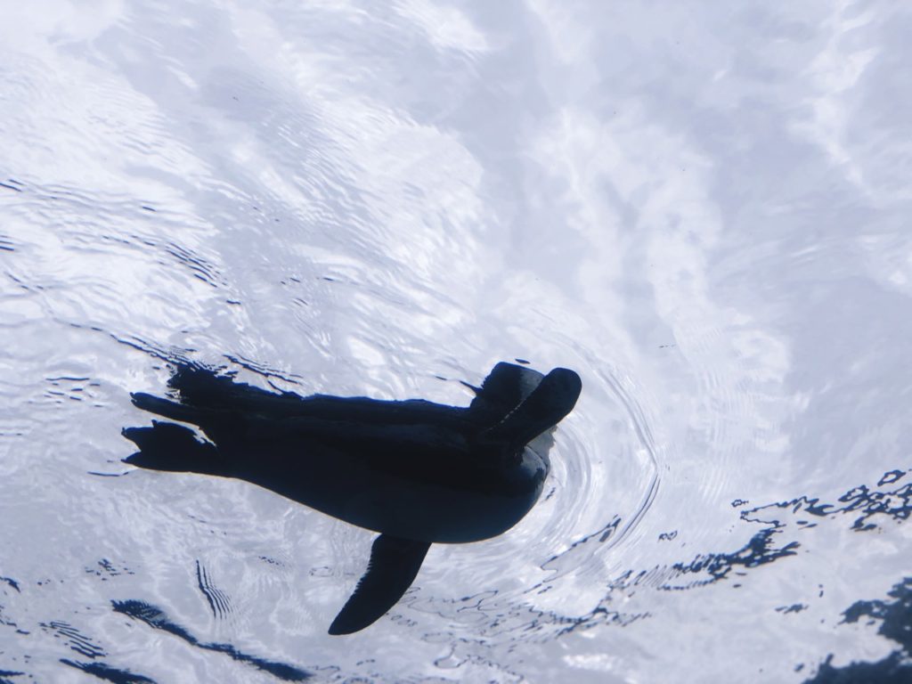 Sunshine Aquarium Tokyo japan