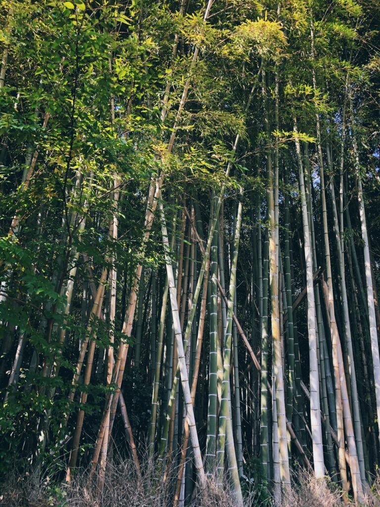 Bamboo forest kyoto