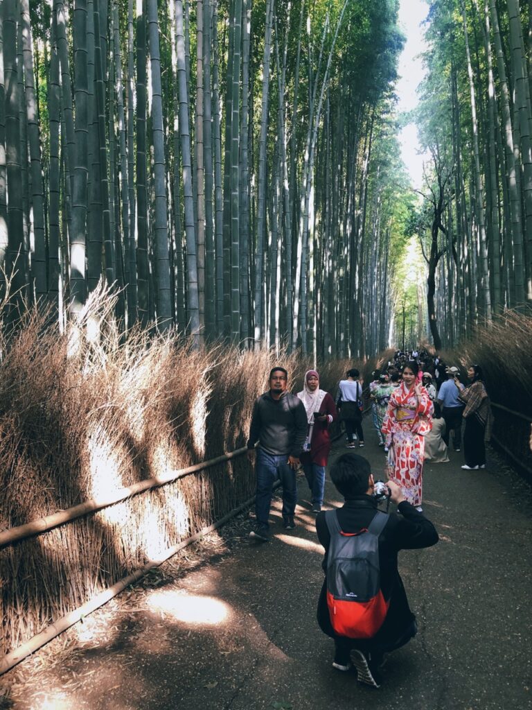 Bamboo forest kyoto