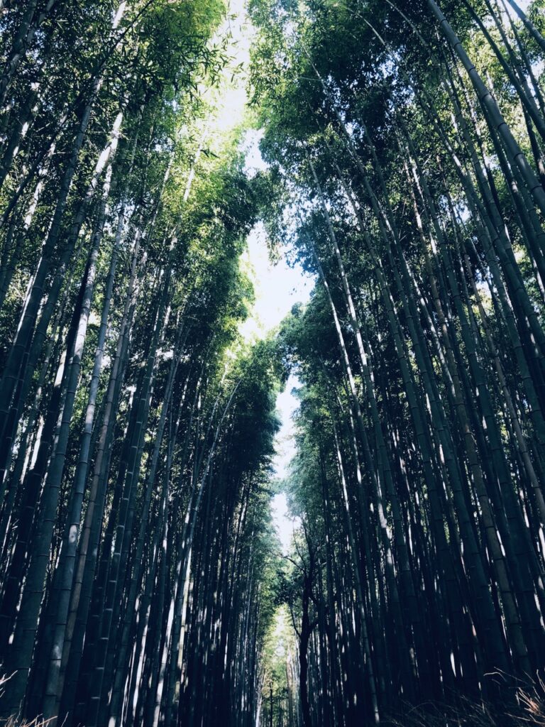 Bamboo forest kyoto