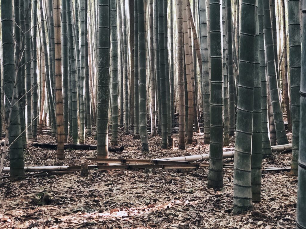 Bamboo forest kyoto