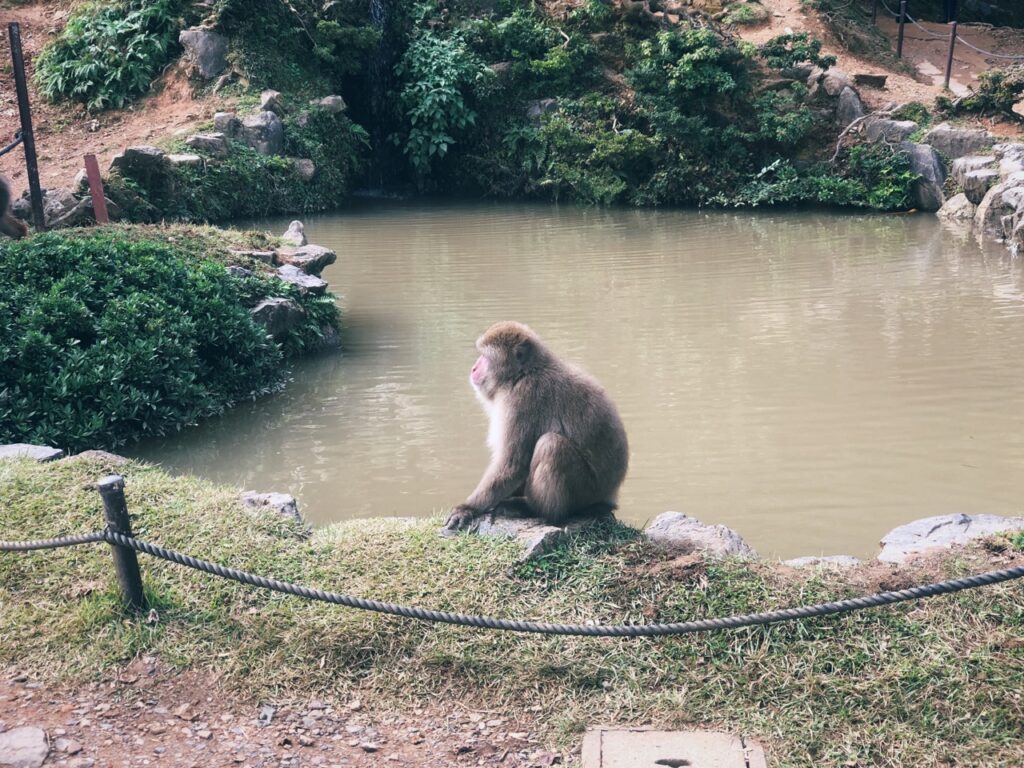 Monkey Park kyoto