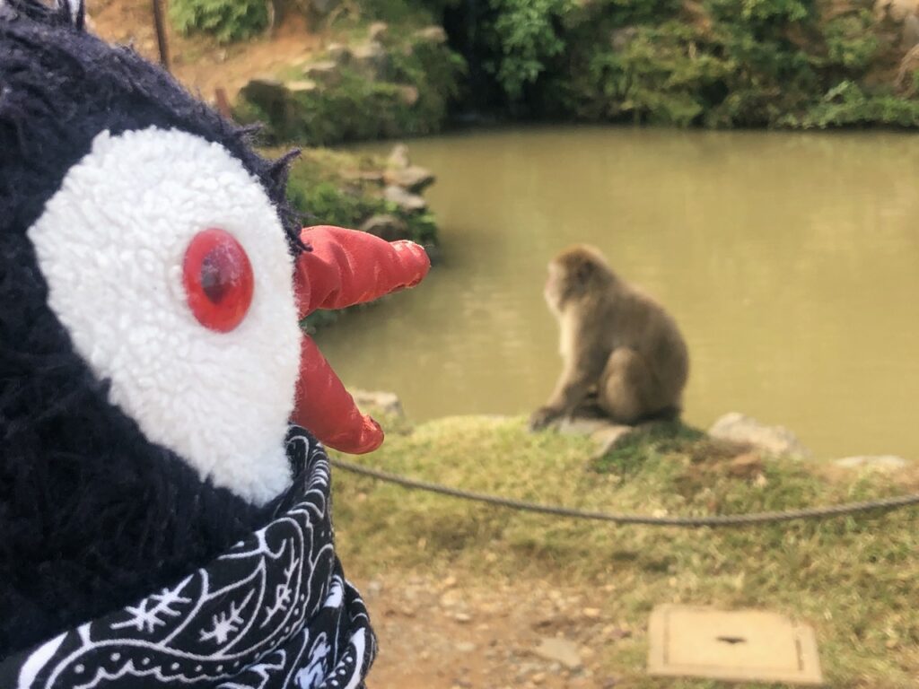 Monkey Park kyoto