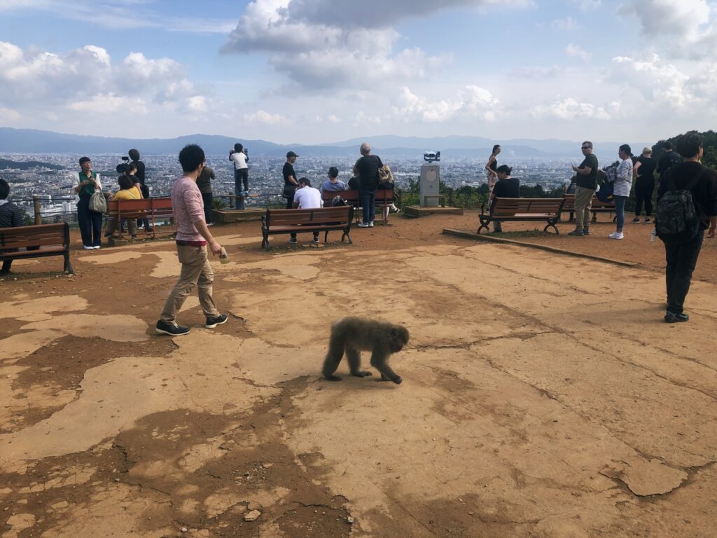 Monkey Park kyoto