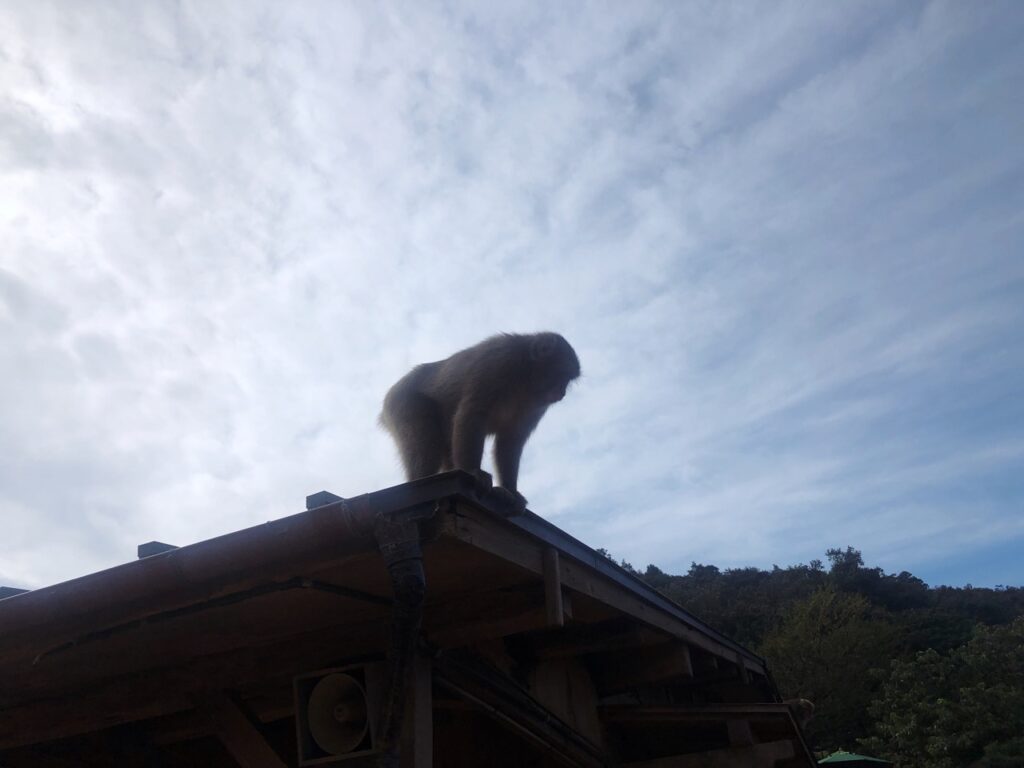 Monkey Park kyoto