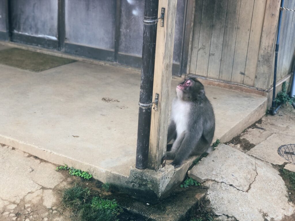 Monkey Park kyoto