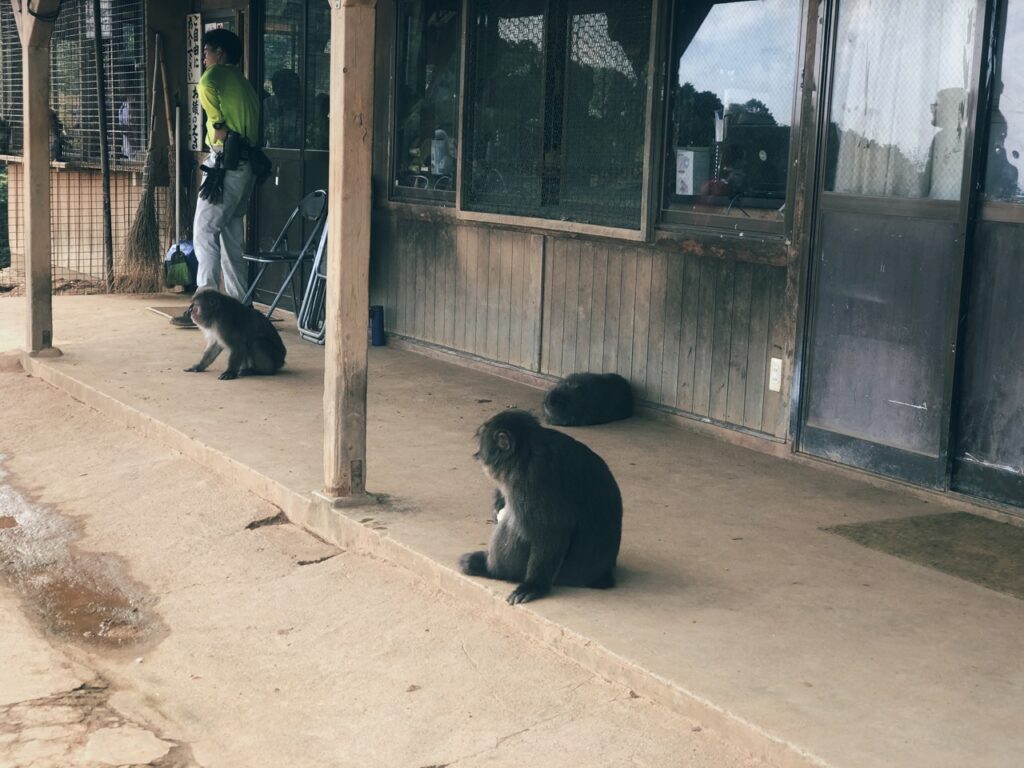 Monkey Park kyoto
