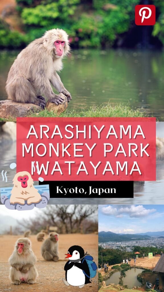 Monkey Park kyoto snow monkeys