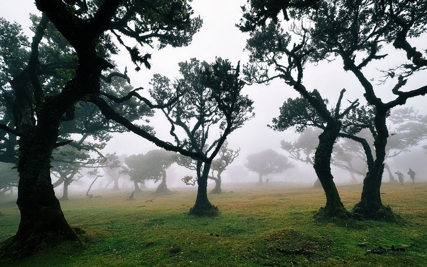 Fanal fprest madeira featured