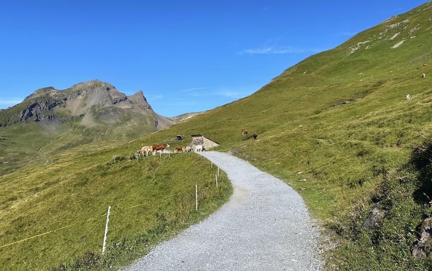 Lifeguin swizerland Driving featured