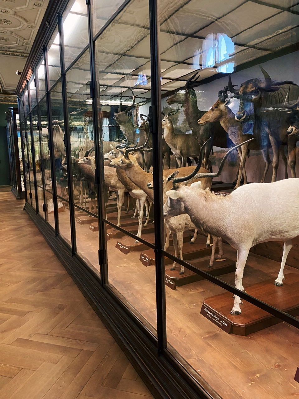Viena Natural History Museum