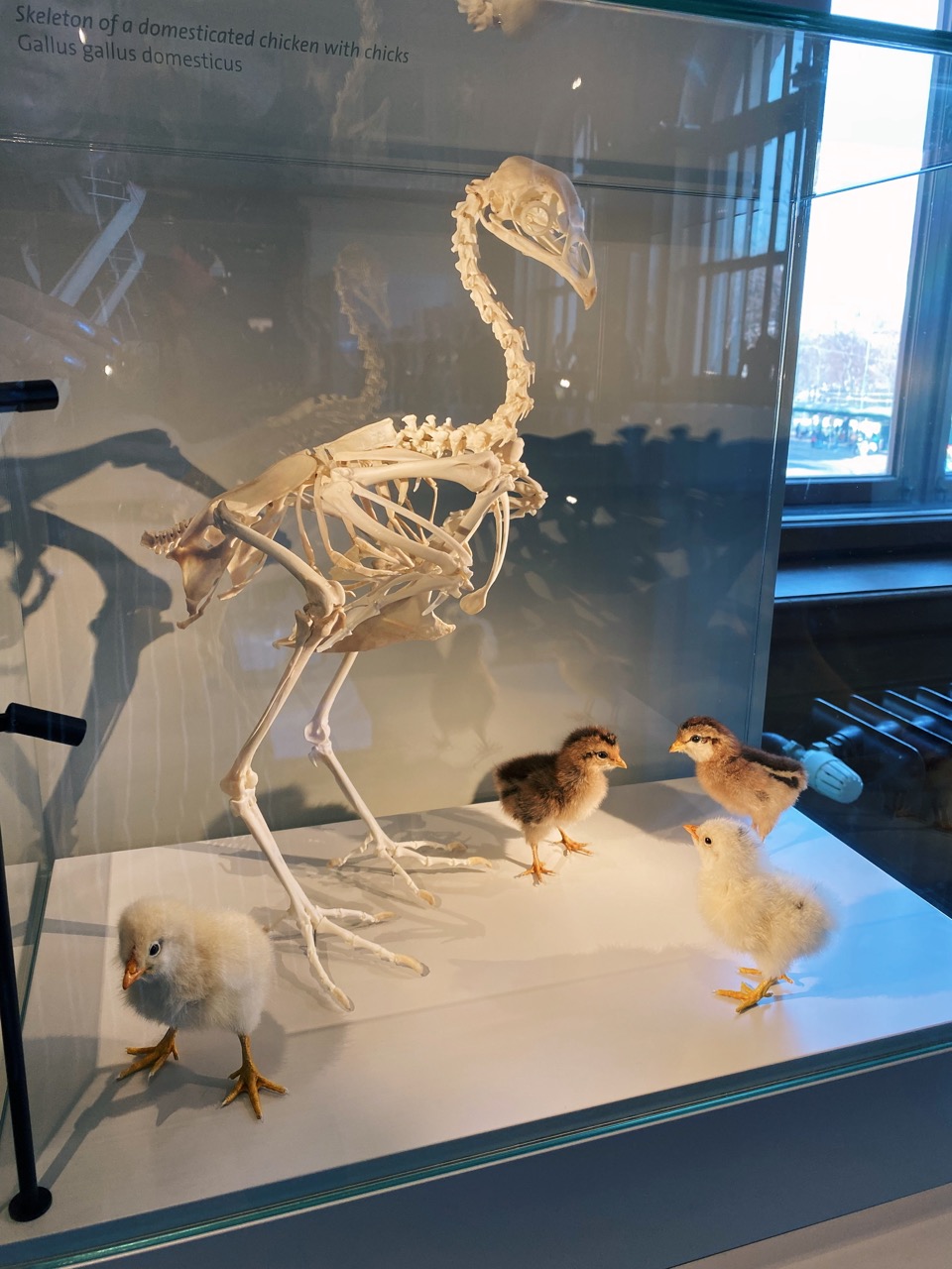 Viena Natural History Museum