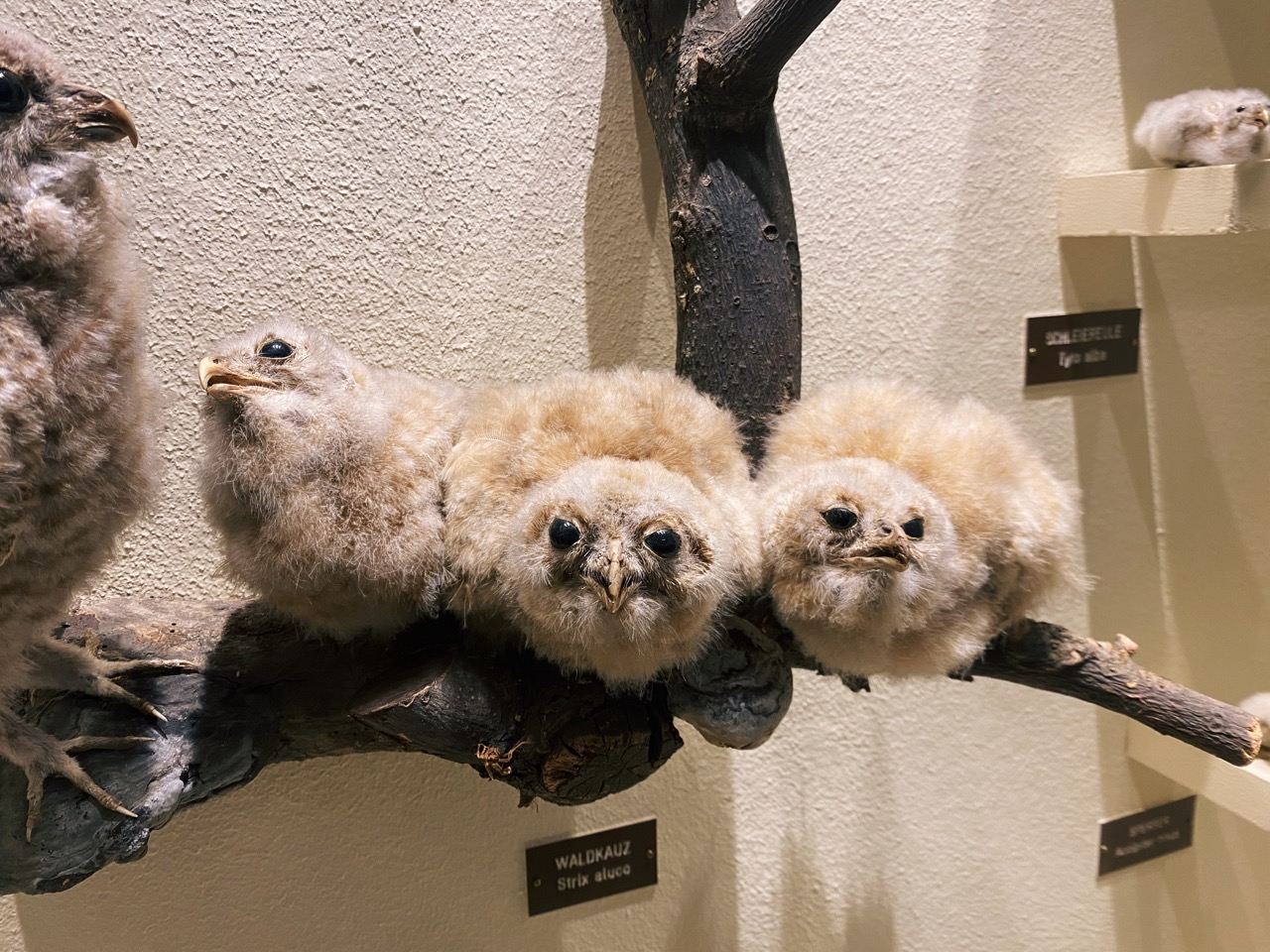 Viena Natural History Museum