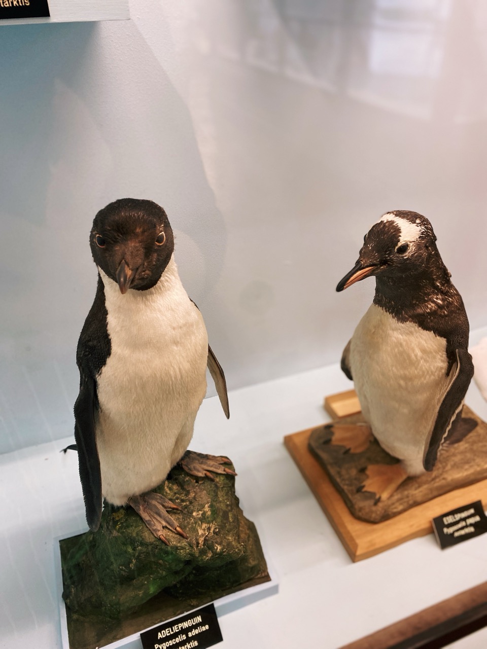 Viena Natural History Museum