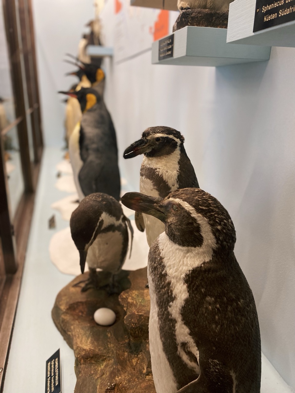 Viena Natural History Museum