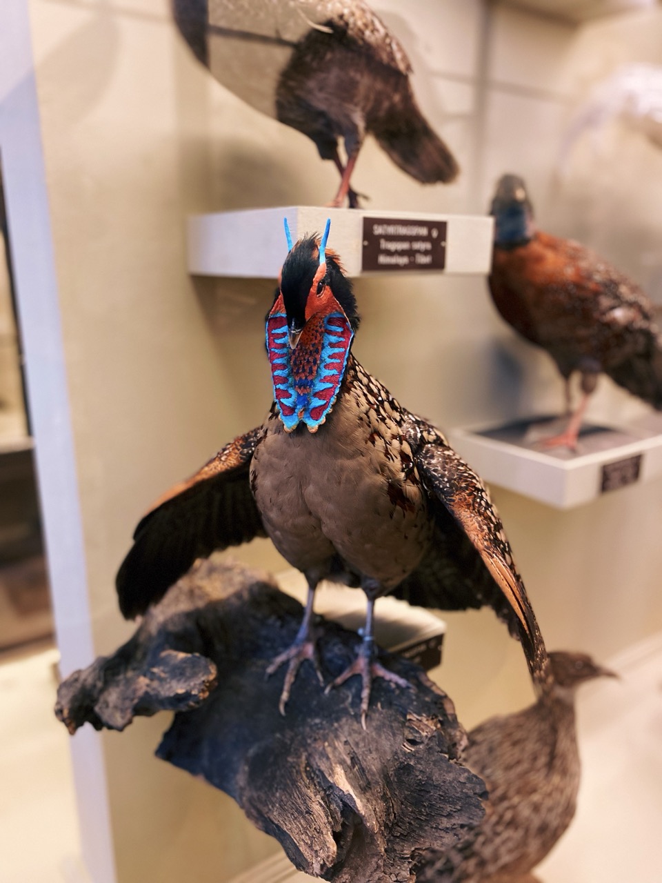 Viena Natural History Museum