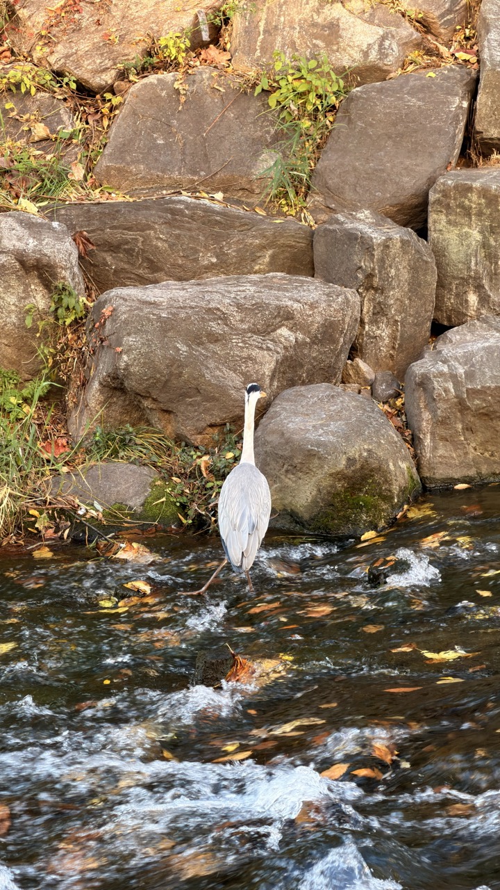 Cheonggyecheon Stream seoul