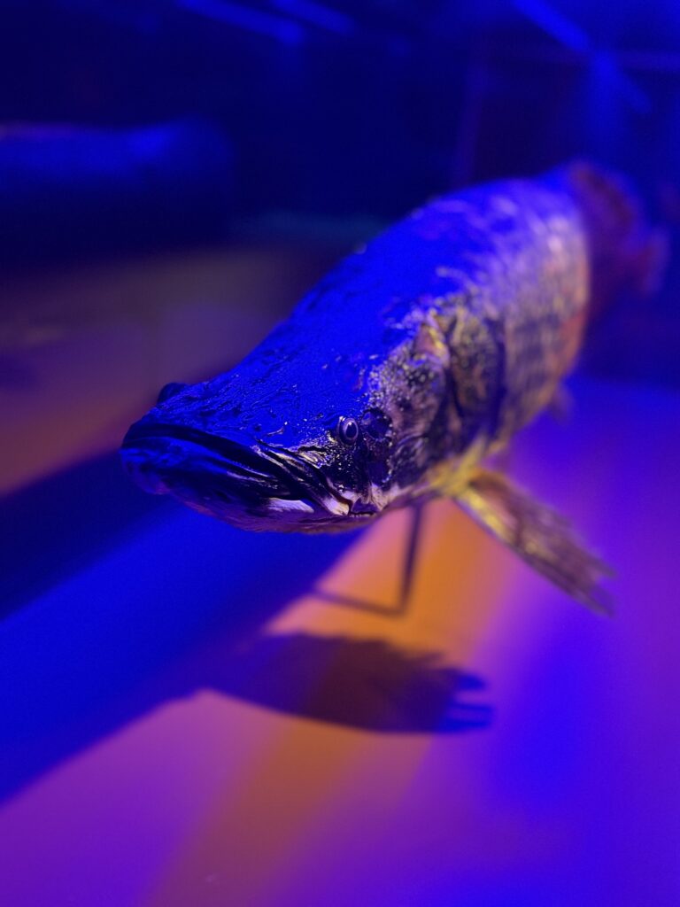 Sealife coex Aquarium Seoul