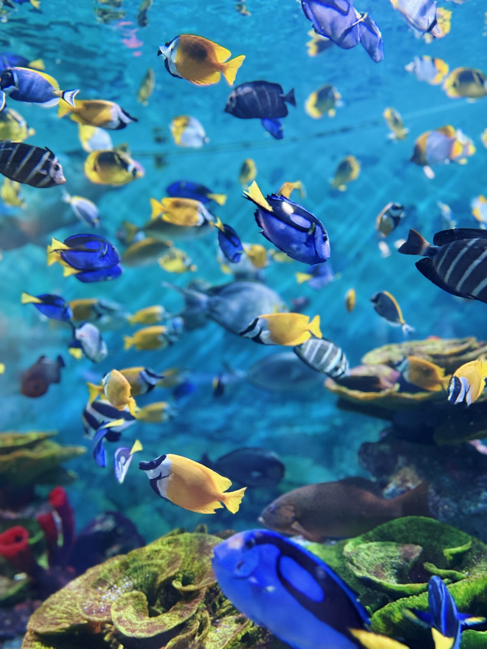 Sealife coex aquarium Seoul