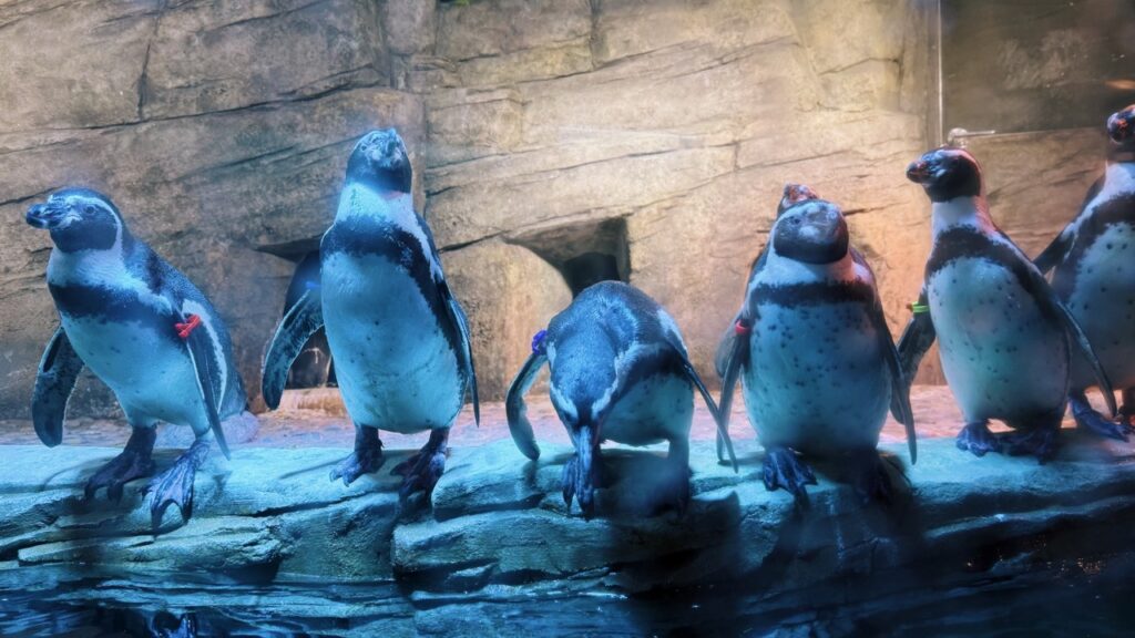 Sealife coex Aquarium Seoul