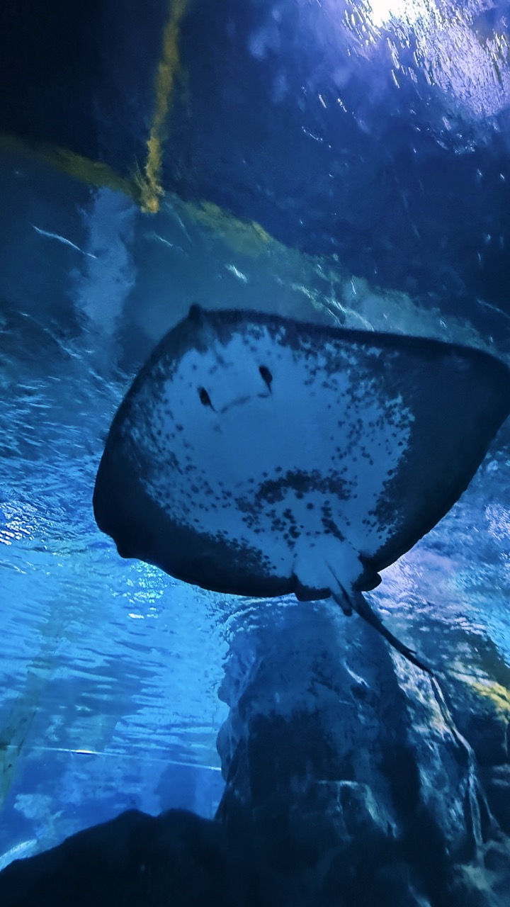 Sealife coex Aquarium Seoul