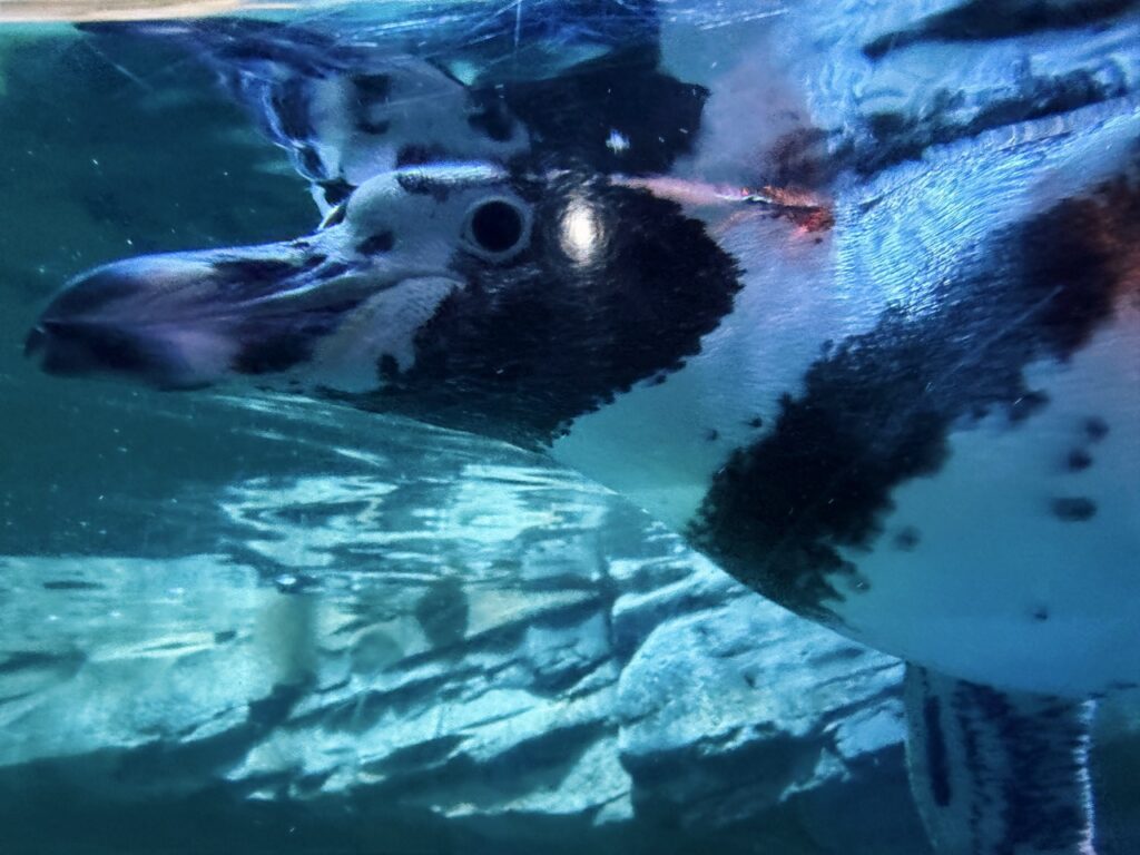 Sealife coex Aquarium Seoul