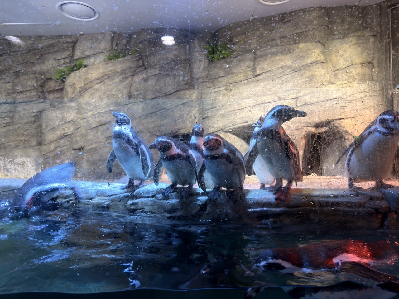 Sealife coex Aquarium Seoul