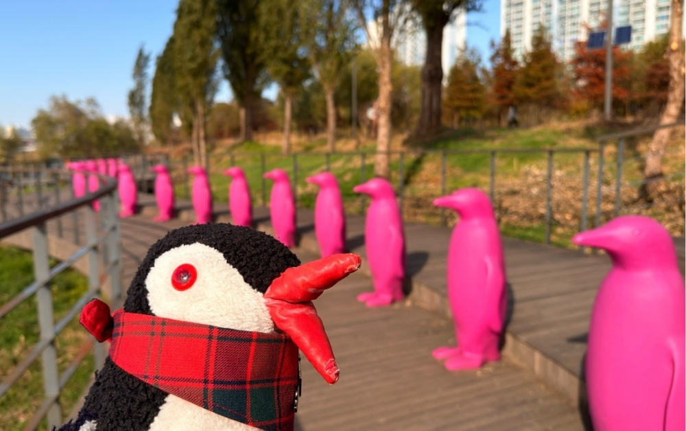 Pink penguins Seoul featured