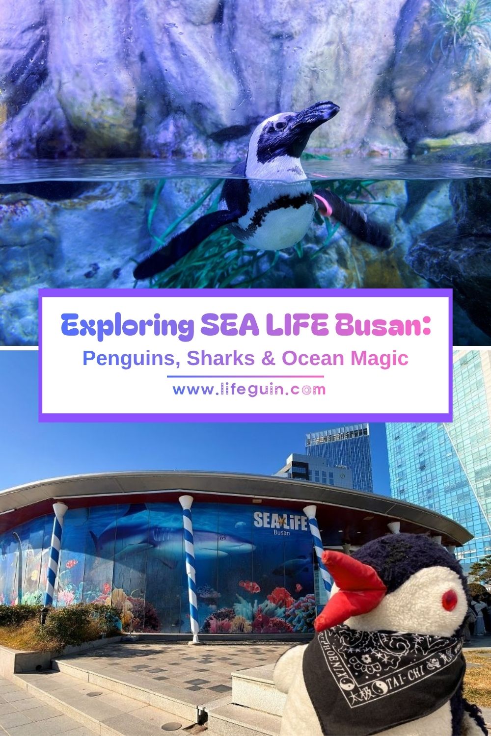 A penguin swims in an aquarium tank and a plush toy visits SEA LIFE Busan