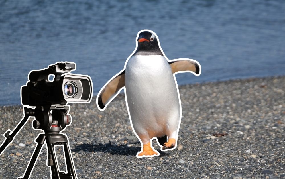 Penguin Live web Cams